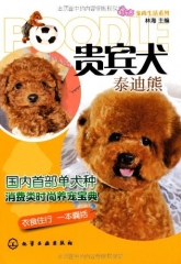 贵宾犬：泰迪熊